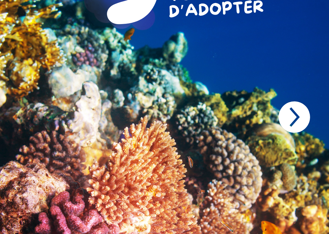 corail1