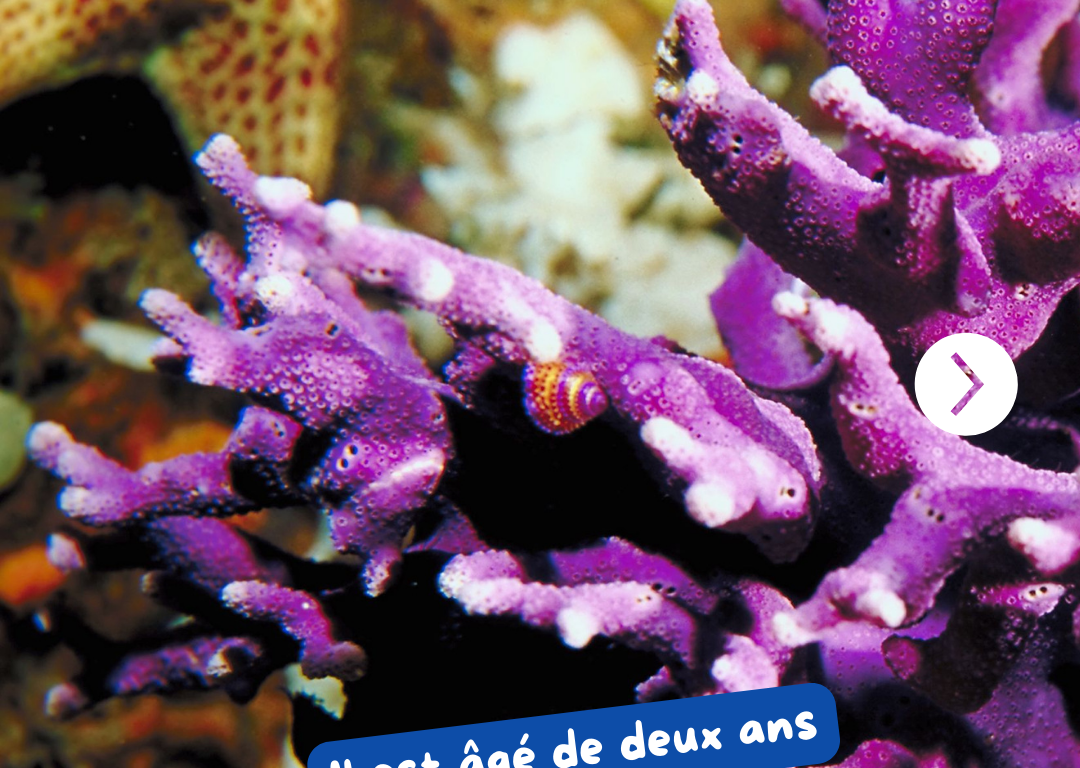 CORAIL2