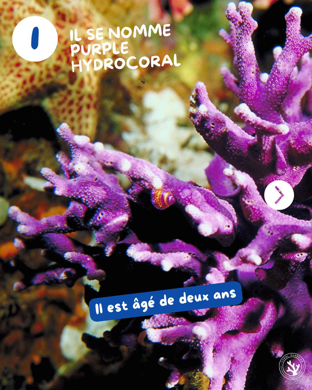 CORAIL2