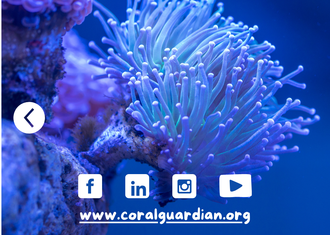 CORAIL7